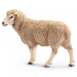 ewe