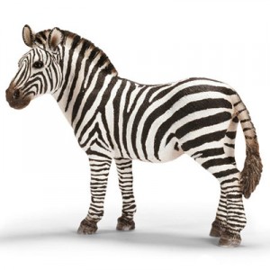 zebra