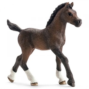 arabian foal
