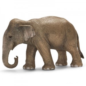 asain elephant male