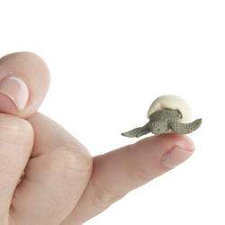 miniature_sea_turtle_hatchling_medium (1)