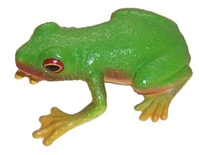 Red-Eyed Green Tree Frog – Sandtopia